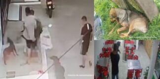 Tres sujetos fueron condenados por maltrato animal por agredir perros en Norte de Santander, Antioquia y Tolima