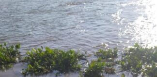 ¡Macabro! El cadáver de un hombre fue hallado flotando en el río Magdalena