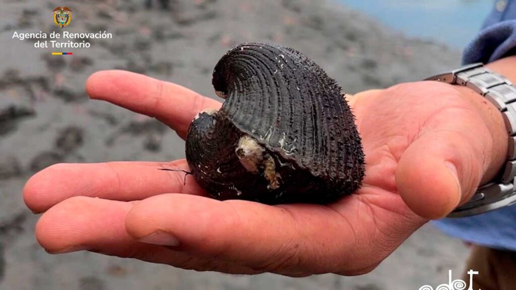 Con inversión de $23.207 millones se fortalecen la pesca artesanal y de la piangua en Tumaco