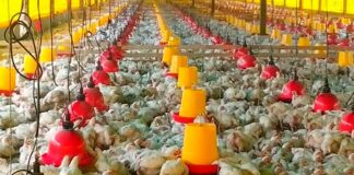 Primera vez: Colombia exporta pollo a Japón con articulación del ICA, Invima y Fenavi