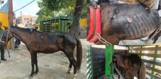 La Policía Nacional sigue adelantando operativos en Barranquilla contra el maltrato animal