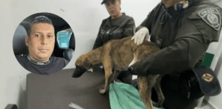 ¡Insólito! El hombre señalado de propinarle una brutal golpiza a un perro quedó en libertad