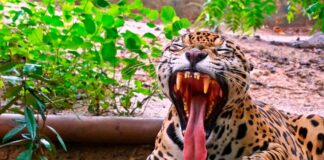 Barranquilla fortalece su apuesta por el turismo de naturaleza con el Zoológico de Barranquilla