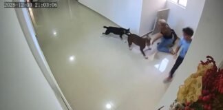 Perro pitbull atacó a un niño en conjunto residencial de Barranquilla y le causó heridas en el rostro