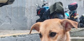Imputados presuntos responsables de maltrato animal en Atlántico y Cundinamarca