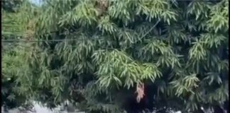 Capturan a presunto ladrón en el barrio El Limón tras intento de hurto
