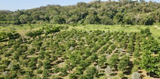 Con trasplante de árboles y cuidado de sus bosques urbanos, Alcaldía de Barranquilla contrarresta efectos del cambio climático